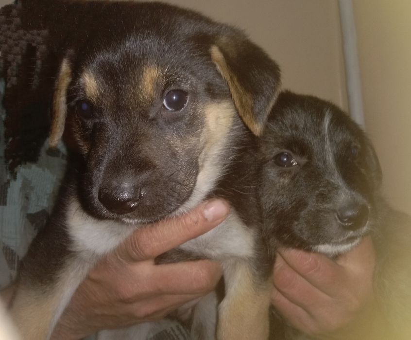 Щенки - мальчики, возраст 2 месяца. г. Ташкент.