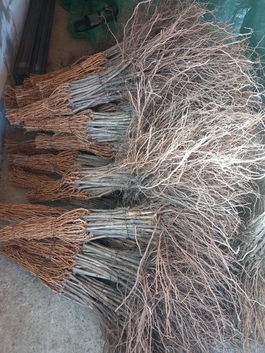 Vindem butasi vita de vie altoita