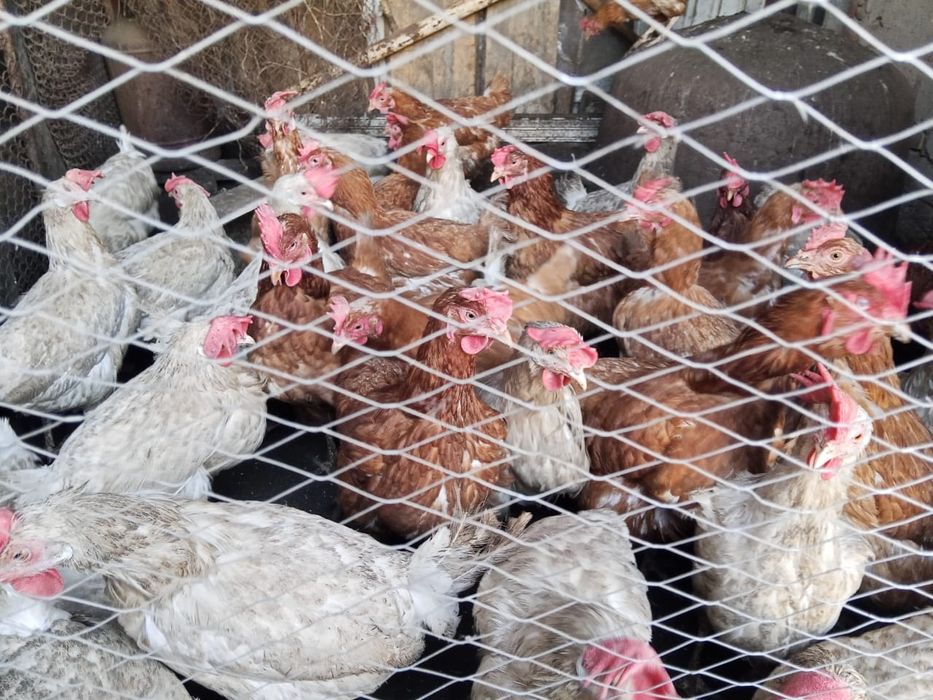 Продам кур несушек