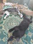Котета за осиновяване