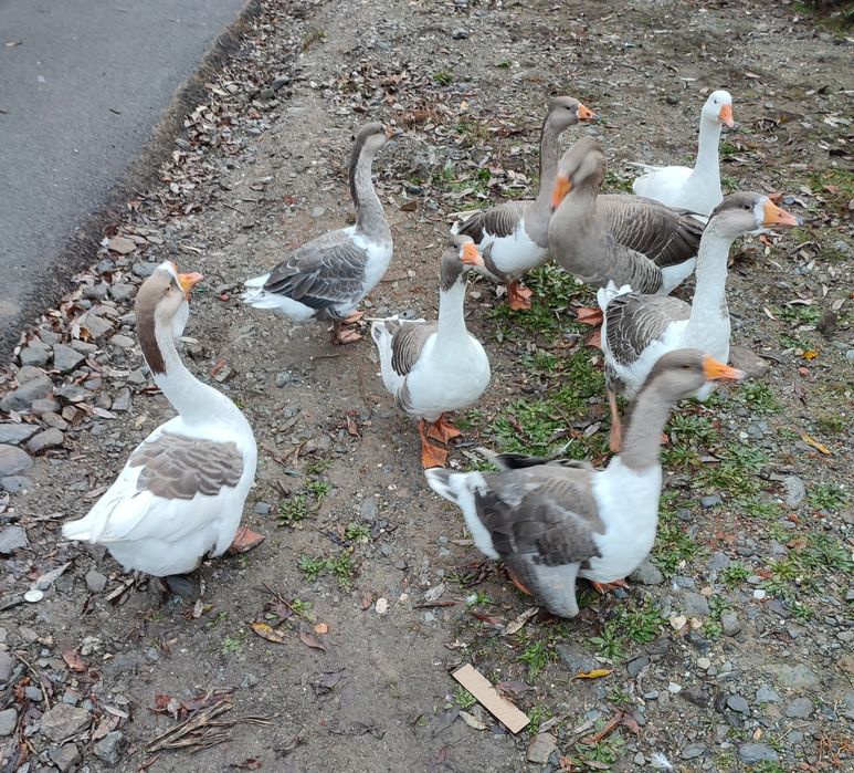 Gâște de vânzare!