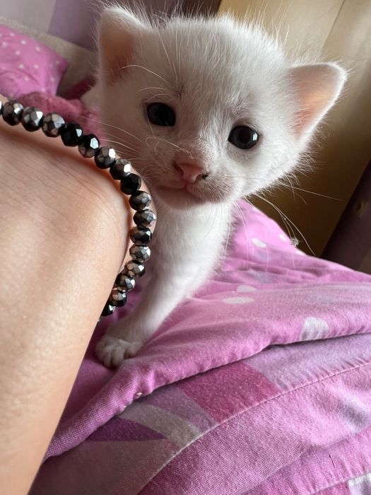 Подарявам 5 котенца