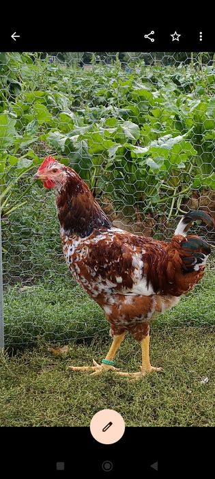 Vând cocoși pita pinta porțelan și roxa