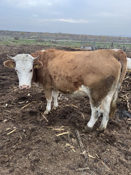 Vaci si vieti de vanzare