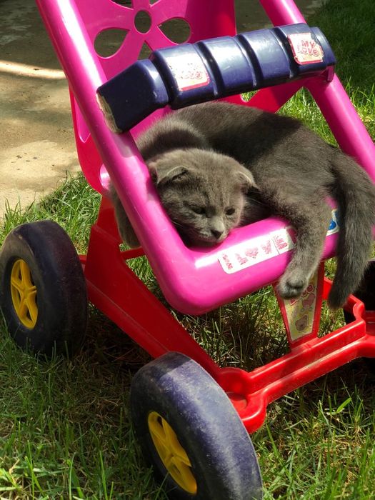 Скотиш Фолд сотилади