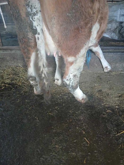 Vănd 2 juninci de afăta