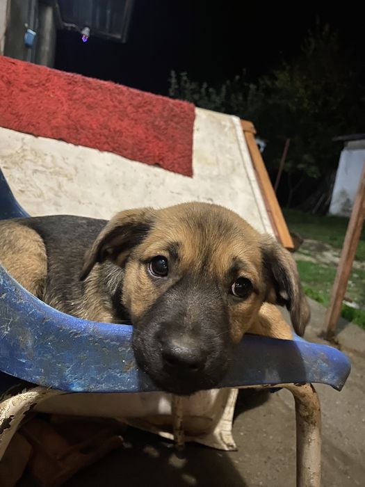 Подарявям кученца на 3 месеца