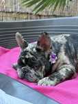 Bulldog francez cu pedigree
