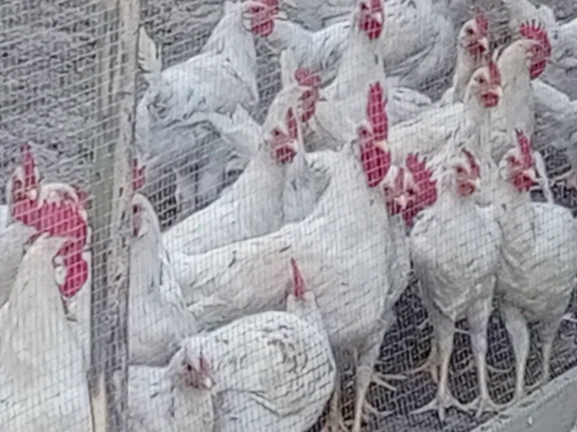 Продам петушки,  жўжа хўрозлар сотилади.