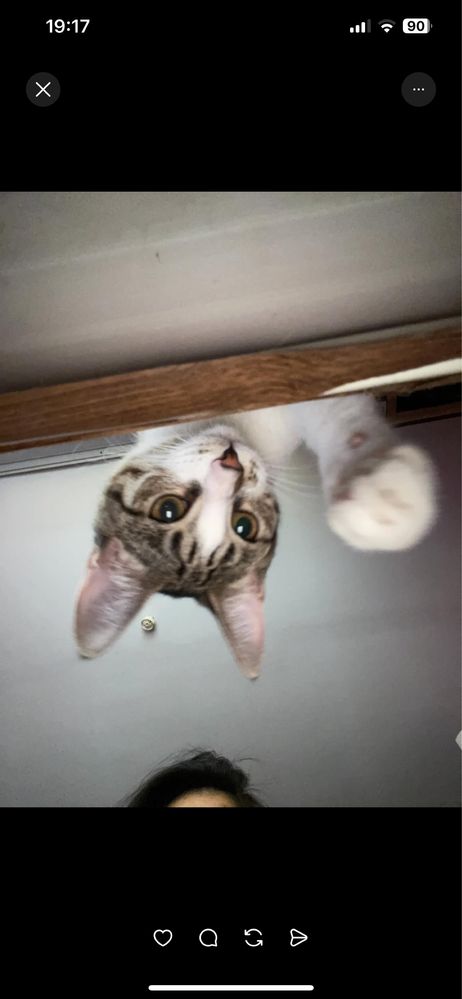 Кошка в добрые руки