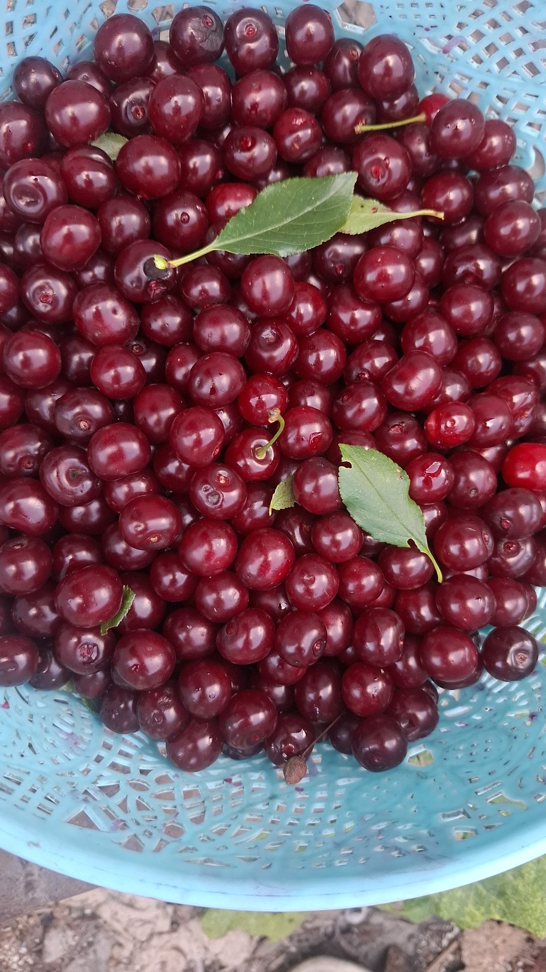 Замороженная вишня