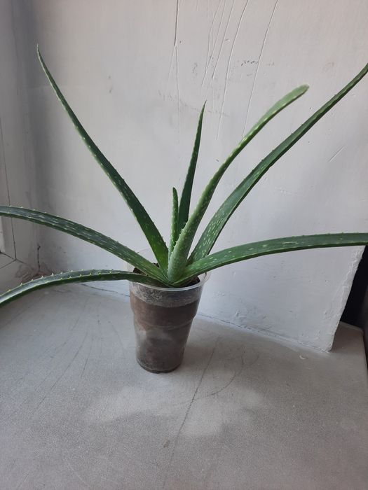 Алоэ Вера. Отростки