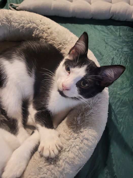 Pisici pentru adoptie