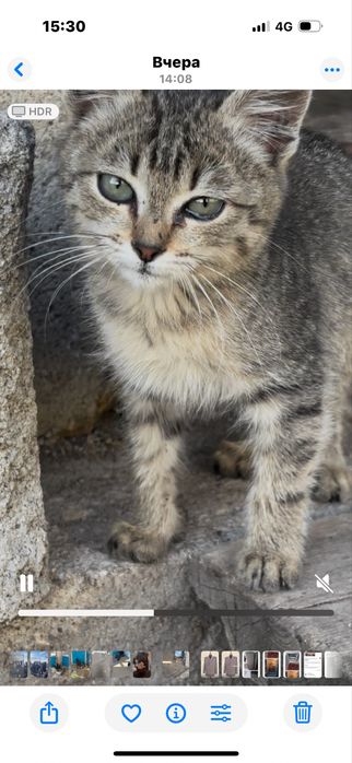 Котенок 3 месяца девочка