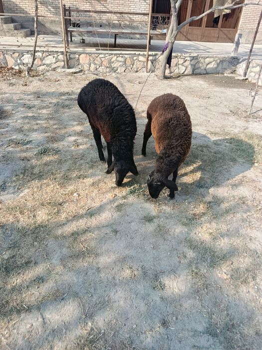 Ку́йлар сотилади