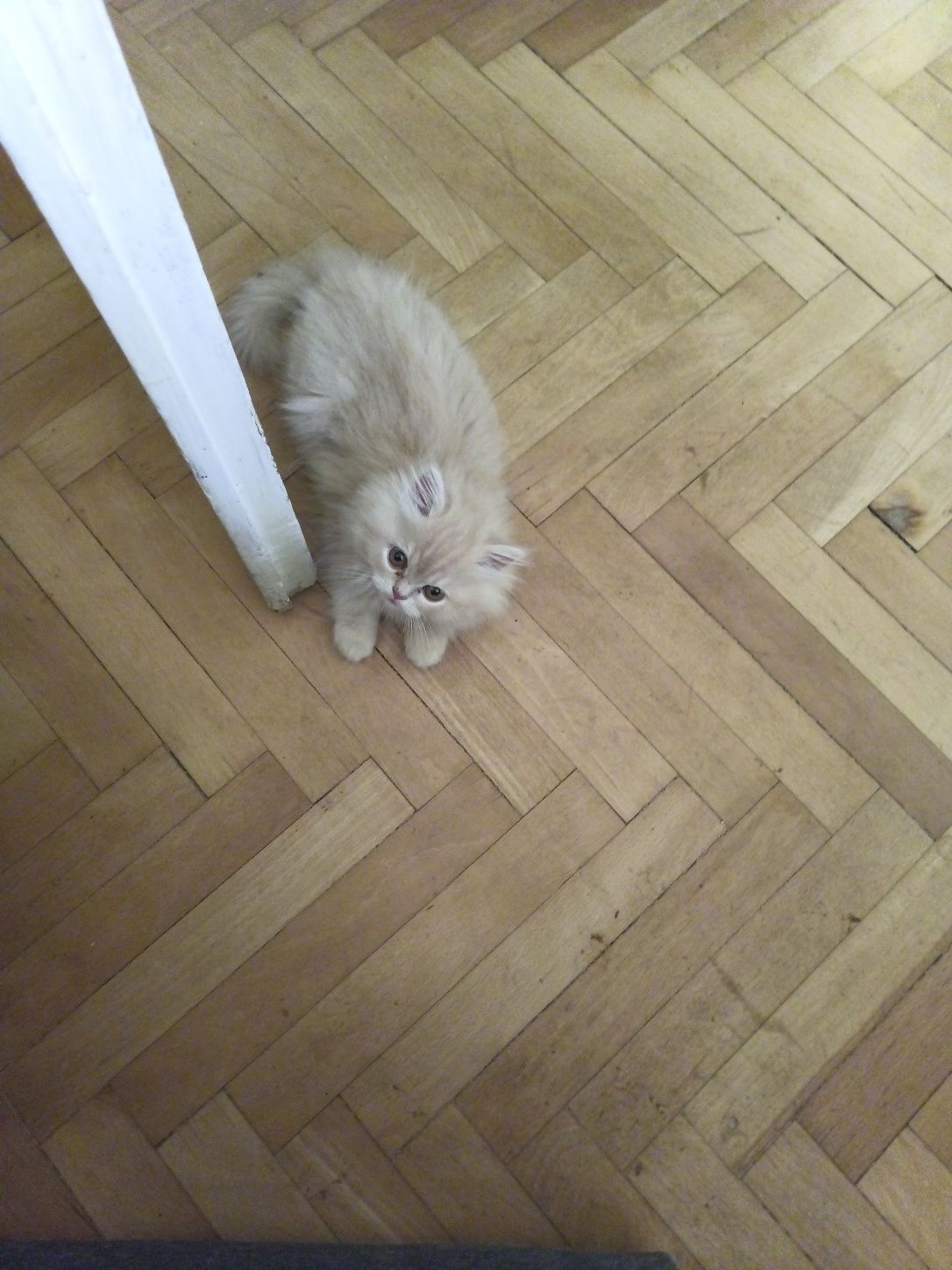Персийски котета