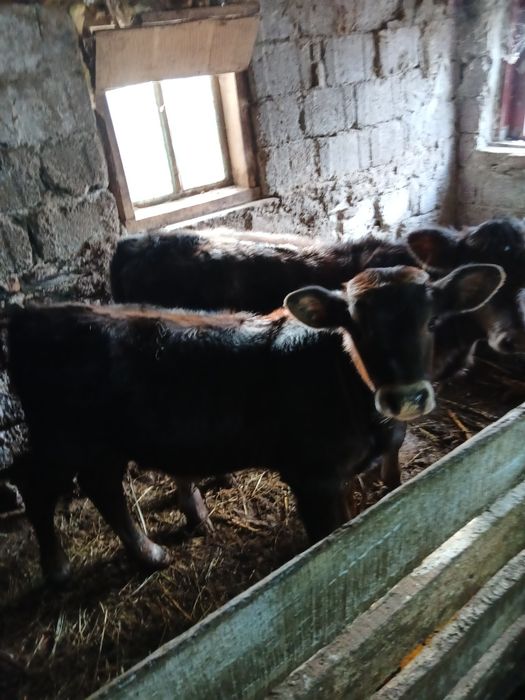 De vânzare 2 vitele