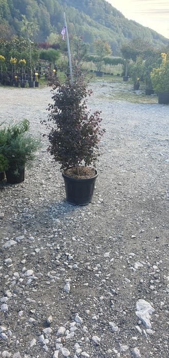 totul pentru gradina dvs