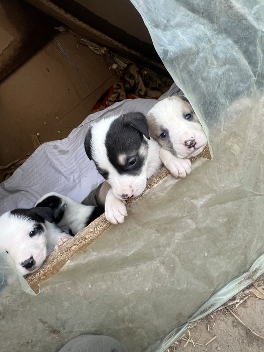 DONEZ spre adoptie puiuti de amstaff !!