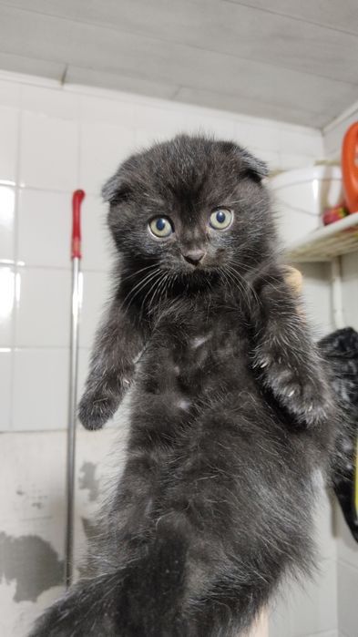Продаются котик 31 августа  родились