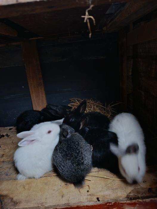 Quyon bolachala 40 kunli