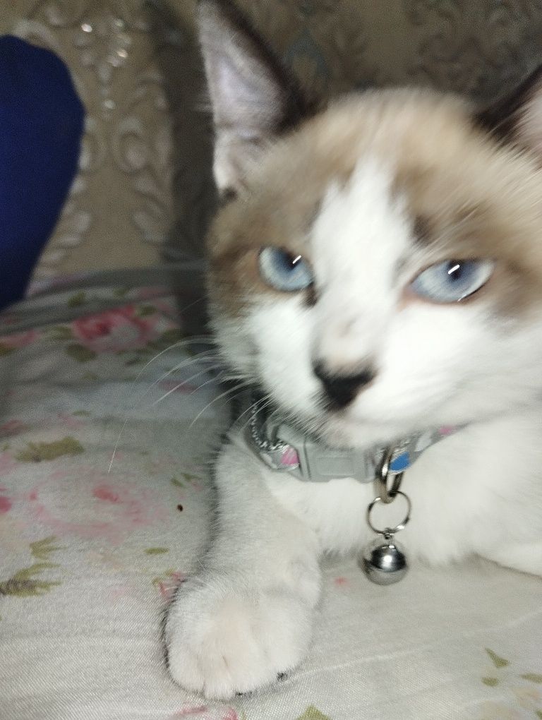 Продается кошка.