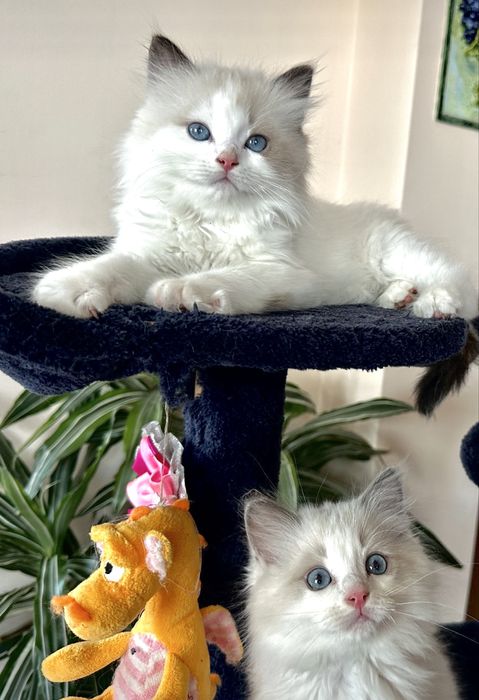 Регдол  / Ragdoll /  котенца