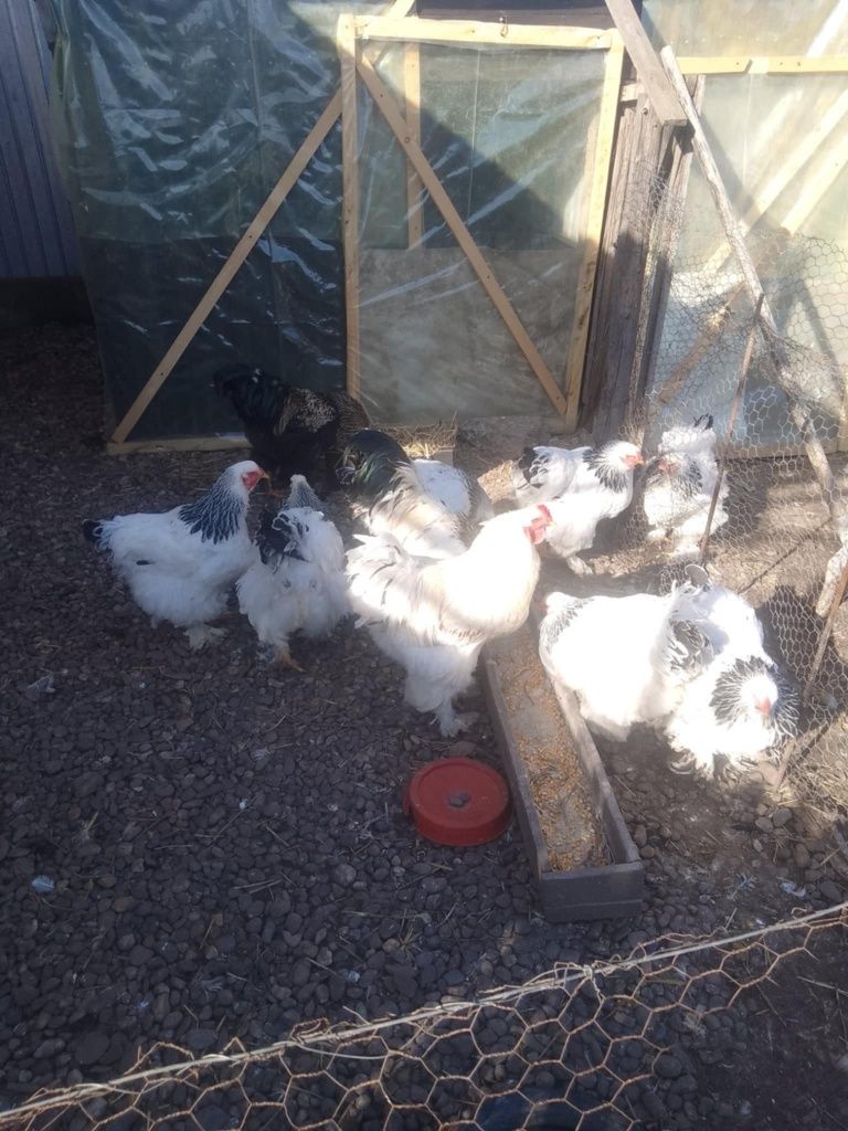 Găini și cocoși brahma herminat deschis