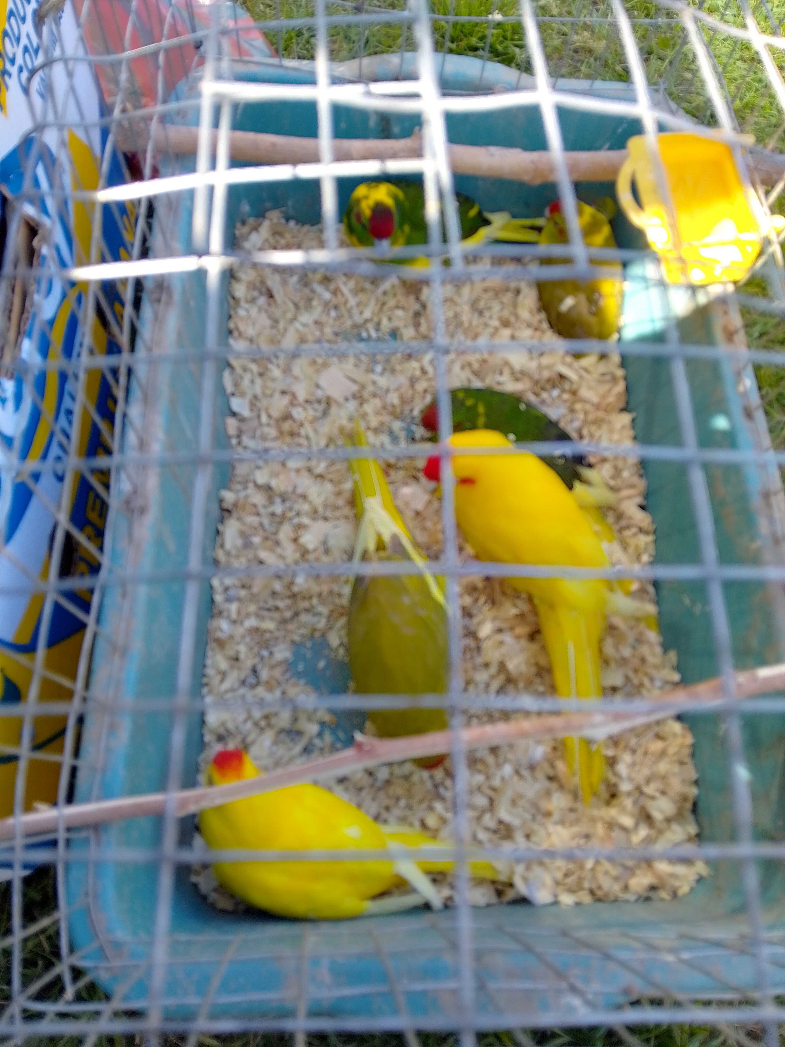 Какарики папагали