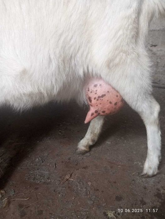 Асыл тұқымды занен ешкілер сатылады