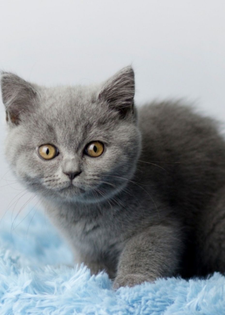 В продаже котята Британцы, чистокровные