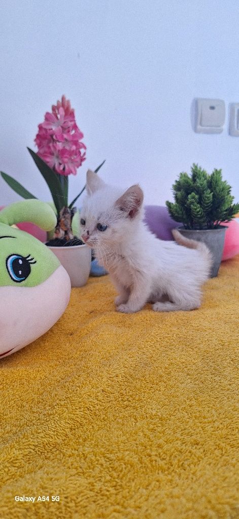 В добрые руки кошка