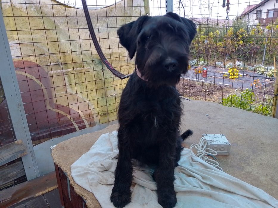 Schnauzer standard mittelschnauzer Negru pedigree tip A