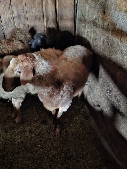 Продам двух баран один баран с ягненком  4 месяцев находиться с.уялы