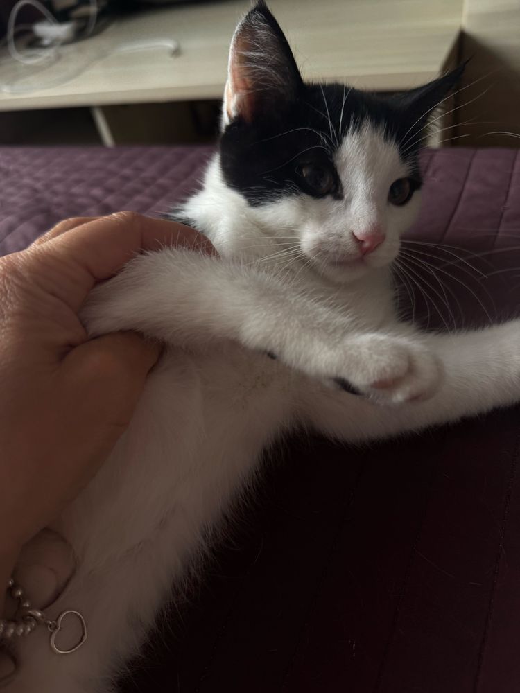 Отдам котенка  девочку
