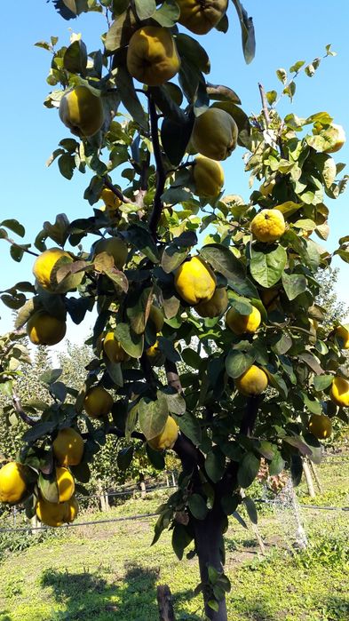 Pomi Fructiferi Columnari (Soiuri De Gutui )