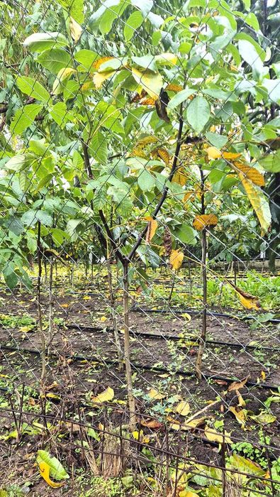 Vând puieti de nuc soiuri superioare. Pret avantajos