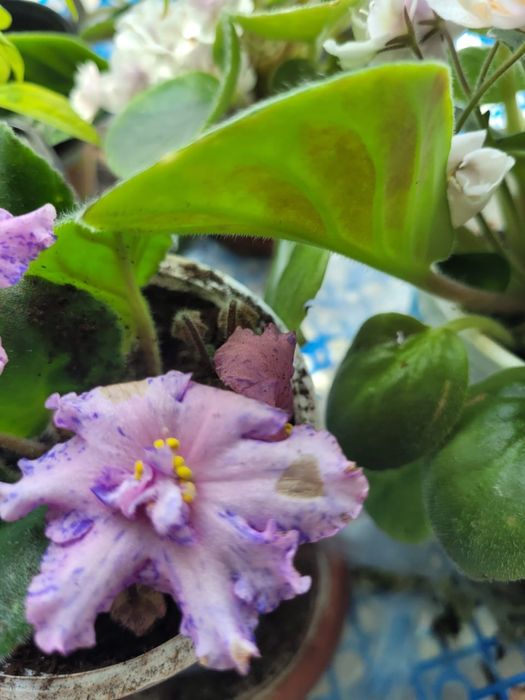 Продамкомнатные растения. Много разных разновидностей. НЕДОРОГО.