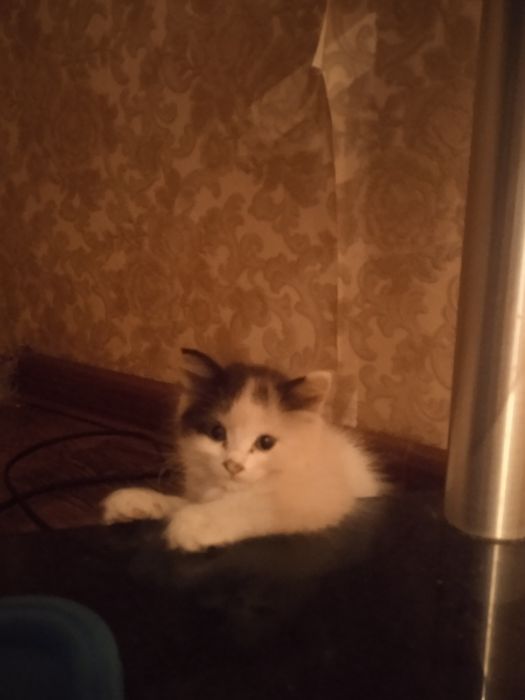 Отдам трёх милых котят в добрые руки (Алматы)