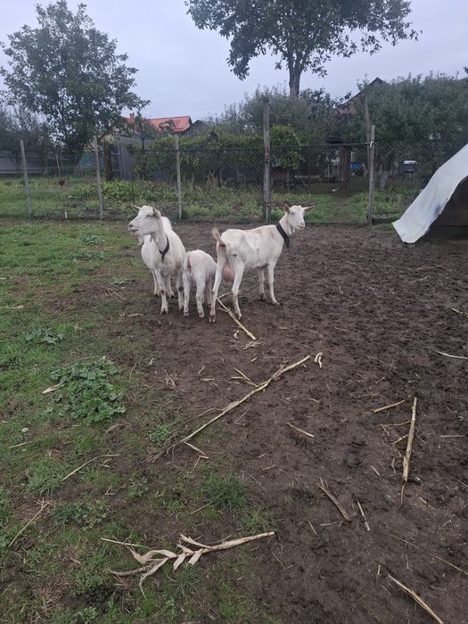 Caprița Sannen de vânzare