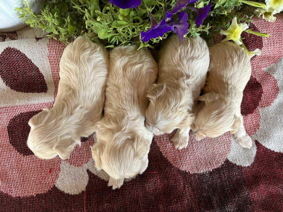 Малтипу (maltpoo)