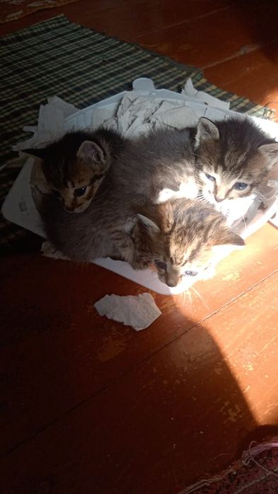 Отдам даром котят.