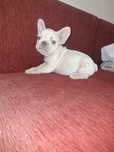 Bulldog francez fetita