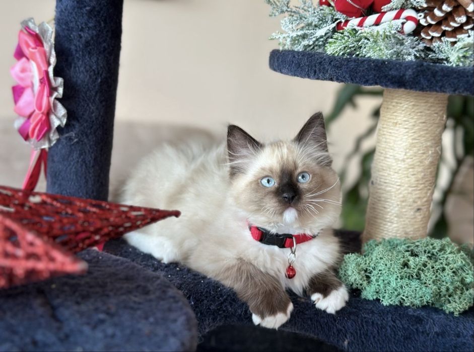 Регдол  / Ragdoll /  момче