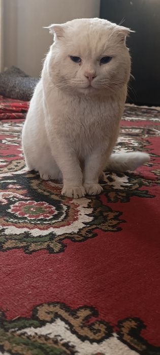 Срочно!!! Scottish fold мушук сотилади