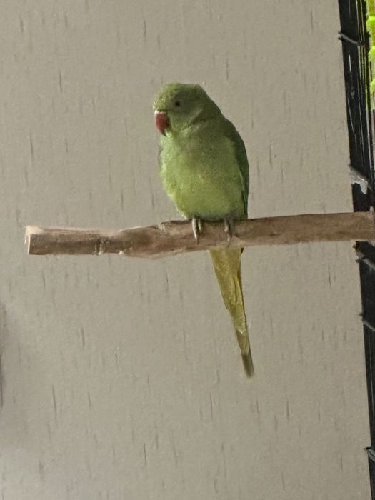 Micul Alexandru și Nimfe fata și băiat