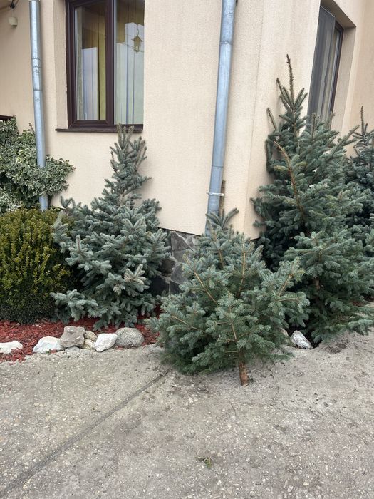 Brazi argintii de Craciun