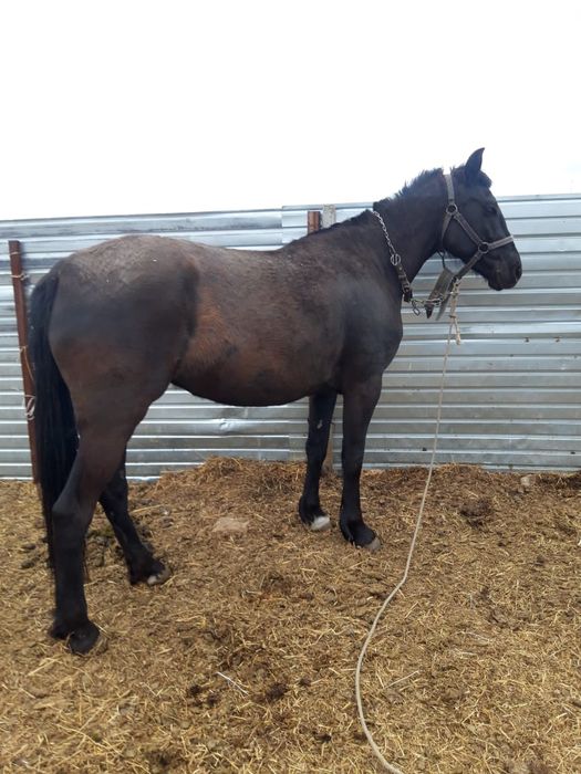 Кобыла,вороной масти