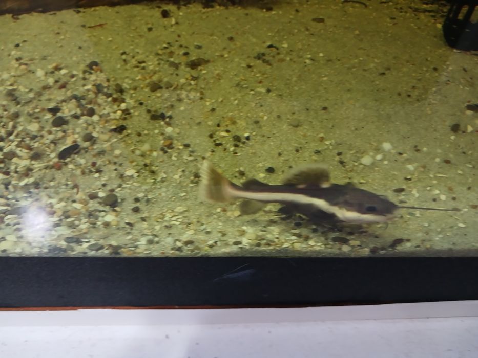 Краснохвостный (оринокский) сом