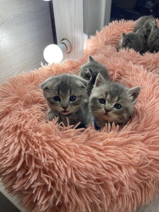 Продаются котята Британский Скотиш!